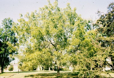 Juglans cinerea