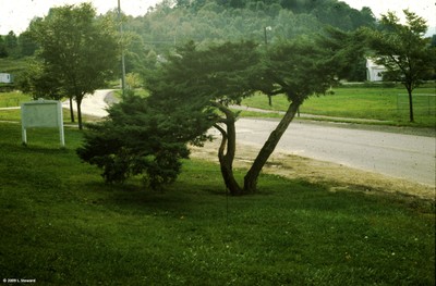 Juniperus chinensis (form)