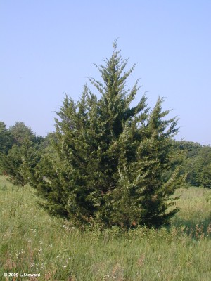 Juniperus scopulorum