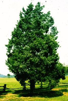 Juniperus virginiana