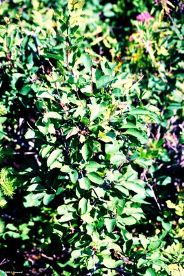 Kalmia angustifolia (foliage)