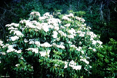 Kalmia latifolia