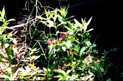 Kalmia polifolia