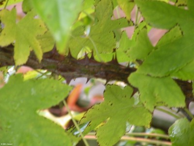 Kalopanax pictus (twig)