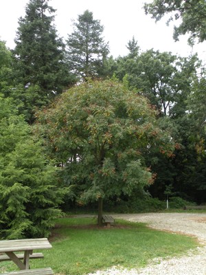 Koelreuteria paniculata