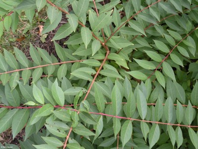 Lagerstroemia faurieii (foliage)
