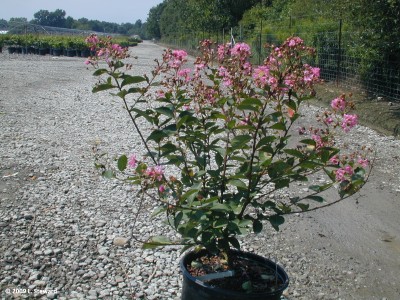 Lagerstroemia indica