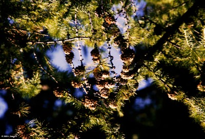 Larix laricina (cones)
