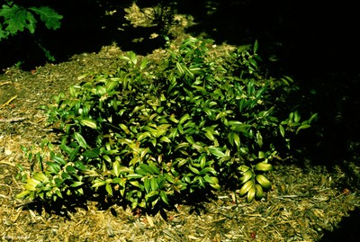 Leucothoe axillaris