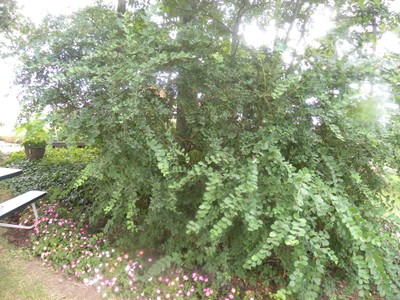 Lonicera fragrantissima