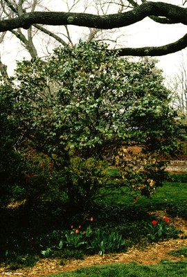 Ligustrum japonica