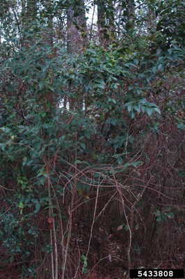 Ligustrum lucidum1_5433808.jpg