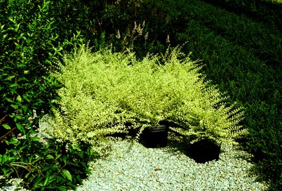 Ligustrum sinensis