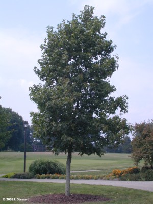 Liquidambar styraciflua