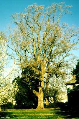 Liriodendron tulipifera