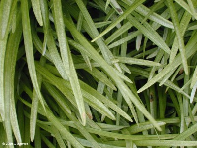 Liriope muscari (foliage)