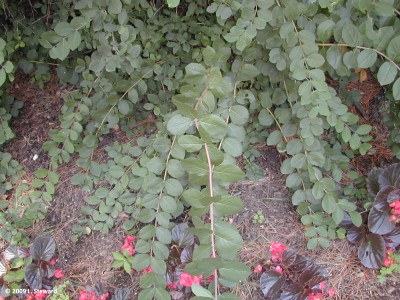 Lonicera fragrantissima (foliage)