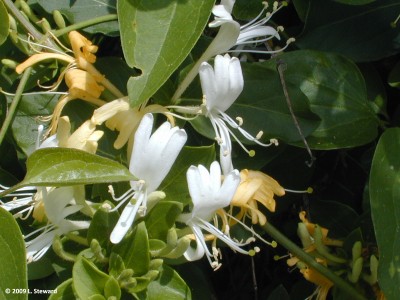 Lonicera japonica (flower)