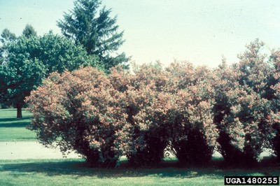 Lonicera tatarica1_1480255.jpg