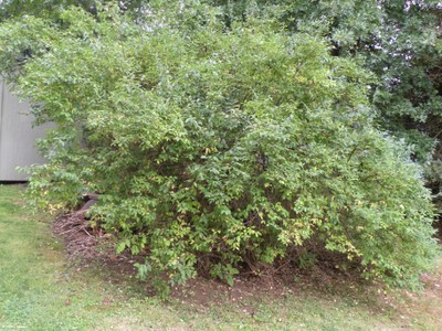 Lonicera xylosteum