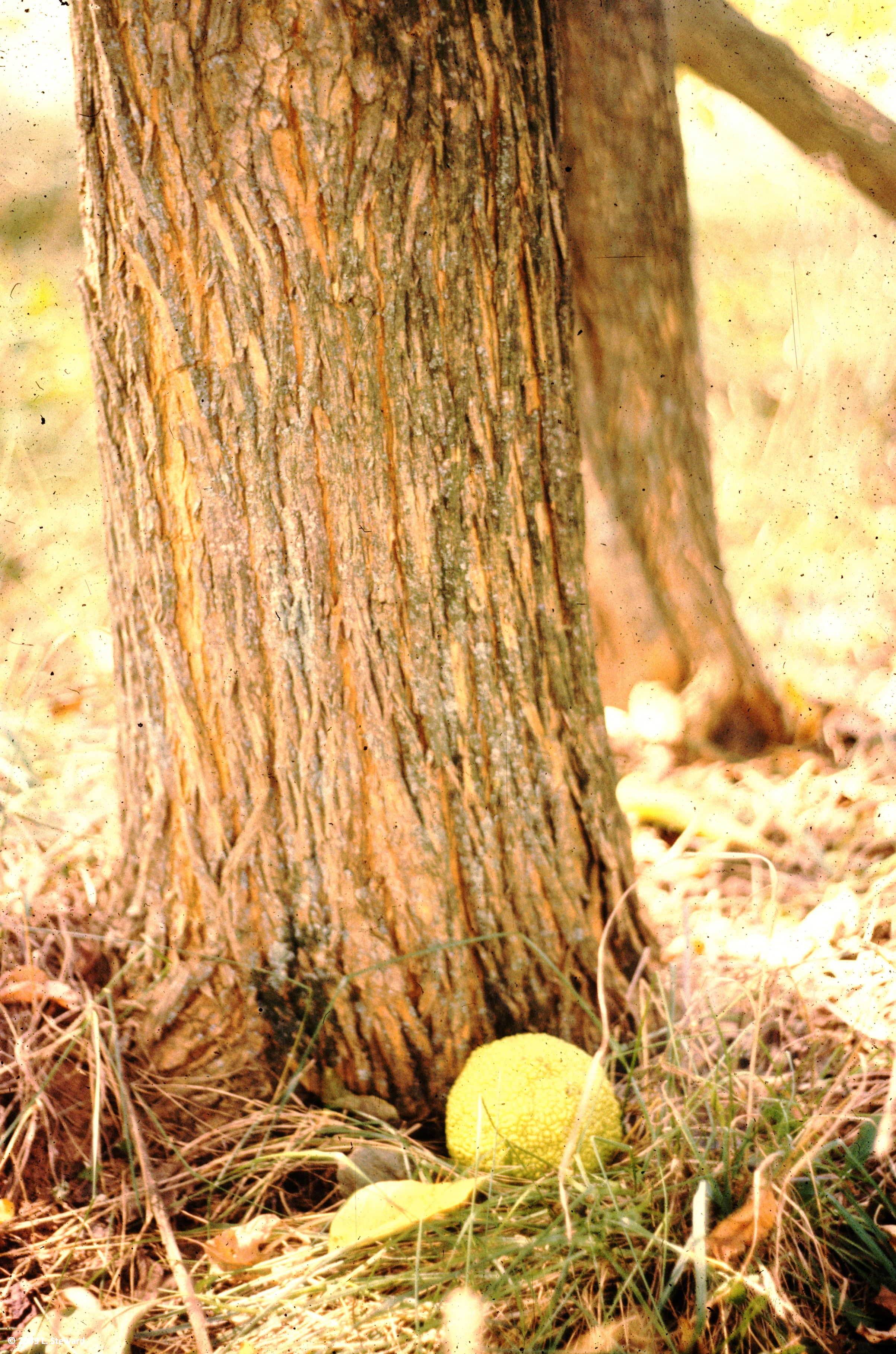 Maclura pomifera (bark-fruit)