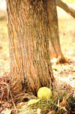 Maclura pomifera (bark-fruit)