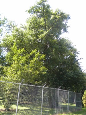 Maclura pomifera