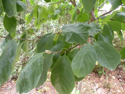 Magnolia acuminata (foliage)