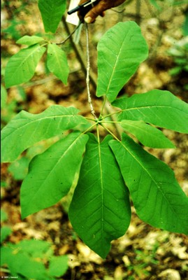 Magnolia frazeri (foliage)