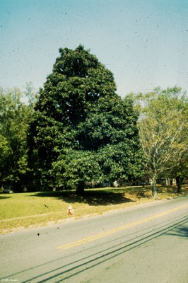 Magnolia grandiflora