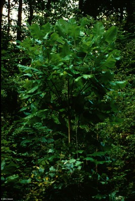 Magnolia macrophylla