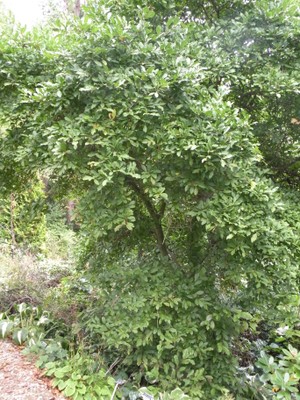 Magnolia stellata