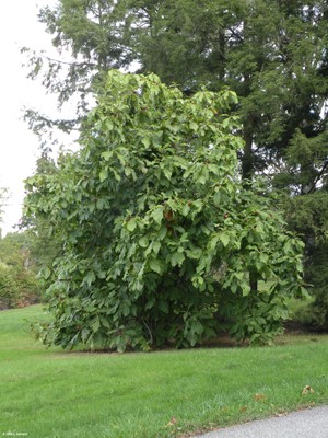 Magnolia tripetala