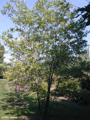 Magnolia virginiana (form)