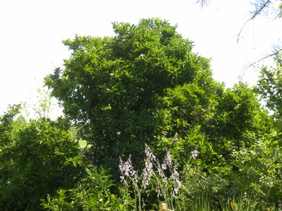 Magnolia Xloebneri