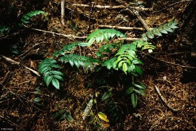 Mahonia aquifolium