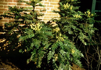 Mahonia bealei