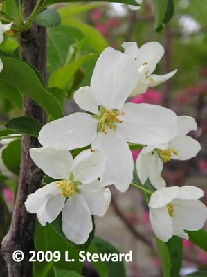 Malus baccata (flower)