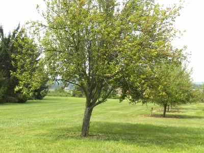 Malus floribunda