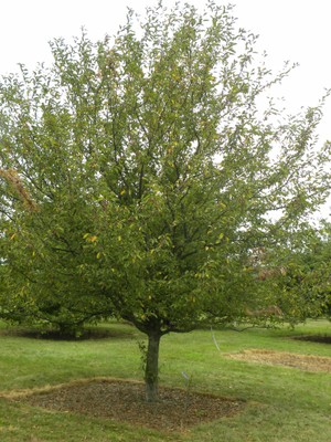 Malus hupensis