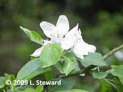 Malus pumila (foliage-flower)