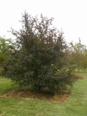 Malus purpurea 