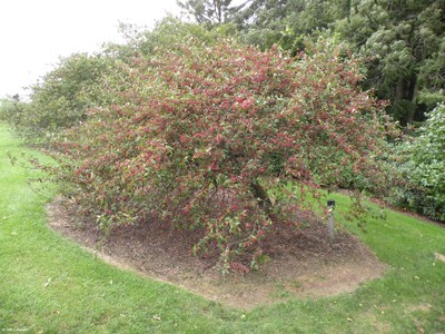 Malus sargentii