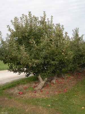 Malus spectabalis