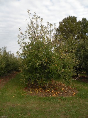 Malus sylvestris