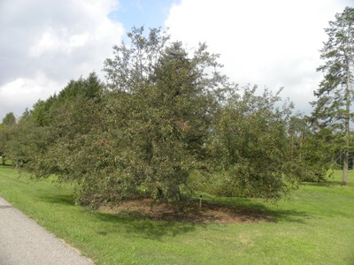 Malus zumi calocarpa1.JPG