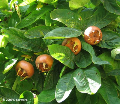 Mespilus germanica (fruit)