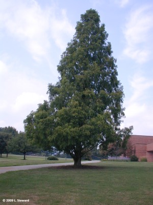 Metasequoia glyptostoboides