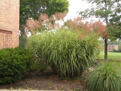 Miscanthus sinensis