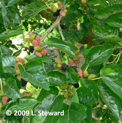 Morus nigra (foliage-fruit)